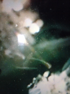 JiV